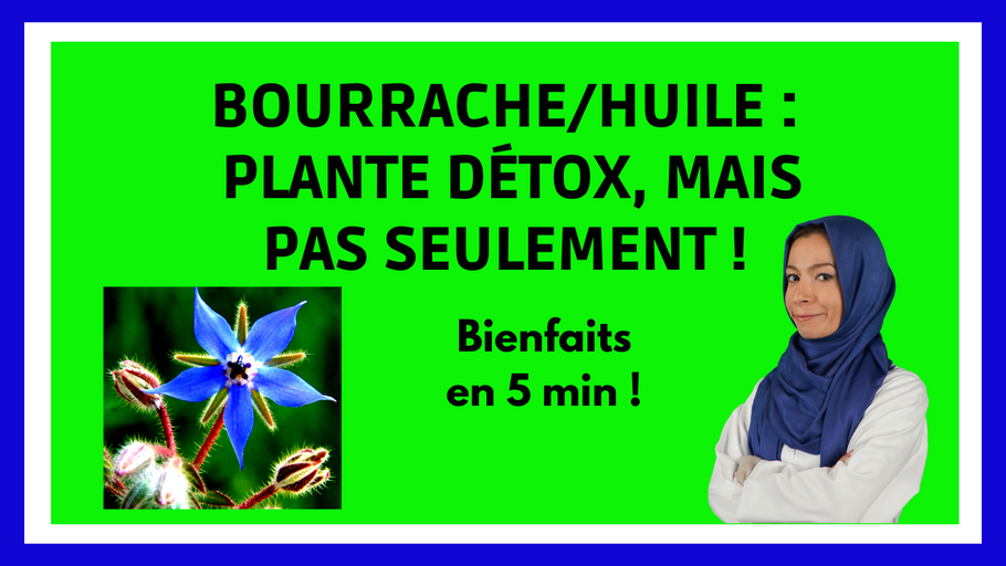 BOURRACHE : bienfaits, infusion, huile, toxicité, plante détox, infos en 5 min !
